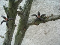 Rhytidocaulon macrolobum 3